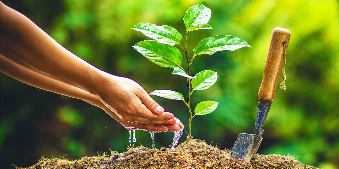 Hands watering seed for Plant my Tree organisation
