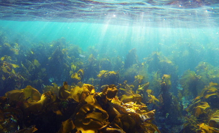 Ocean floor with seaweed forest